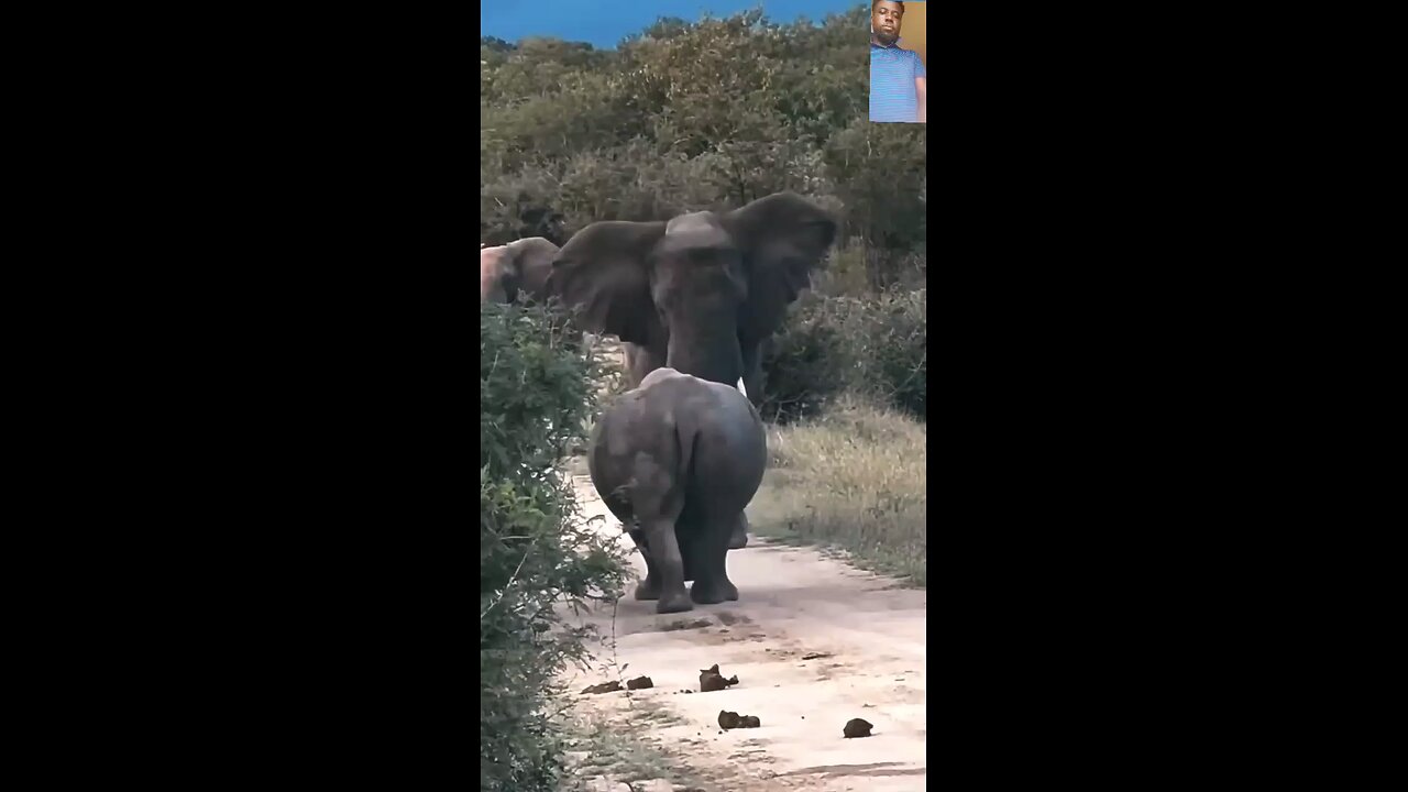 The challenge of the rhino well accepted by the Elephant..