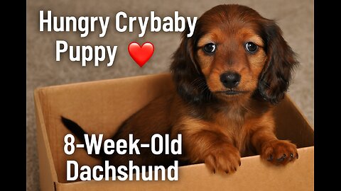Little Oso 🐶 I Cry When I’m Hungry and Play With My Favorite Box!