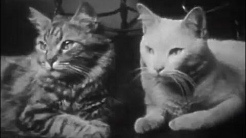 The Private Life of a Cat: A Blueprint for Natural Order
