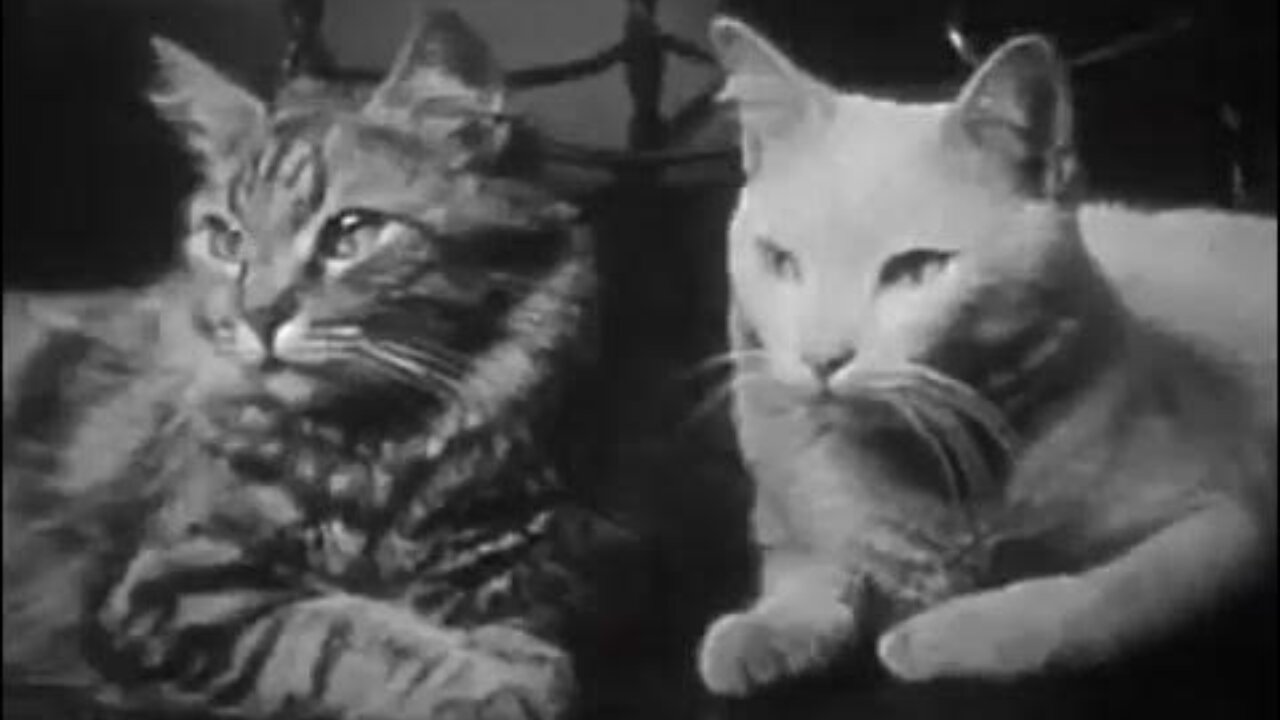 The Private Life of a Cat: A Blueprint for Natural Order