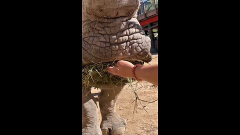 Feeding The White Rhino