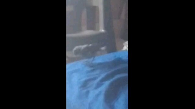 silly bird