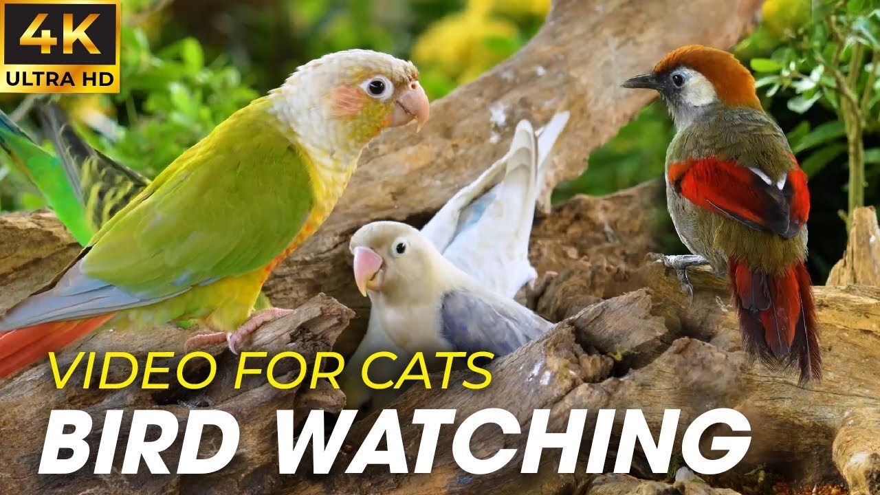 Video For Cats - Birds and Squirrels for Cats to Watch in Winter - CatTV Central