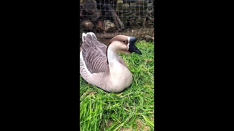 beautiful big ducks playing