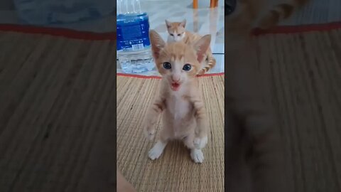 Get Ready for a Laughter Explosion with Pets
