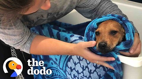 Woman Saves Hundreds Of Island Dogs Every Single Day | The Dodo