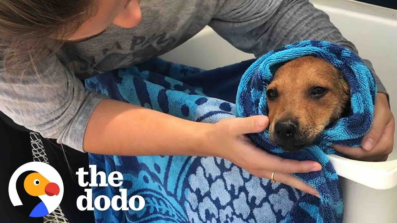 Woman Saves Hundreds Of Island Dogs Every Single Day | The Dodo