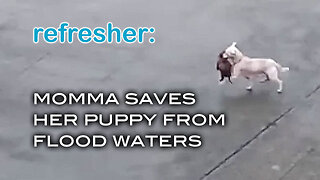 REFRESHER: Momma Saves Her Puppy From Flood Waters