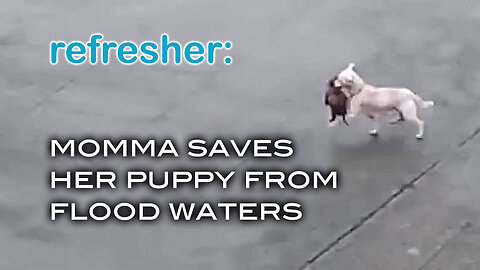 REFRESHER: Momma Saves Her Puppy From Flood Waters