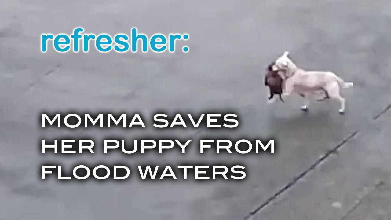 REFRESHER: Momma Saves Her Puppy From Flood Waters