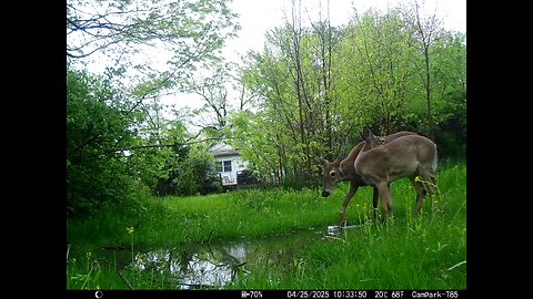 Deer Cam 04-25-2025