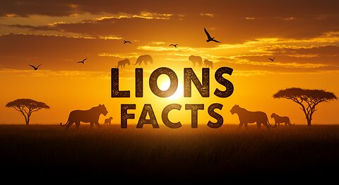 Why Lions Can't Purr + 7 Majestic Lion Facts You Didn't Know!