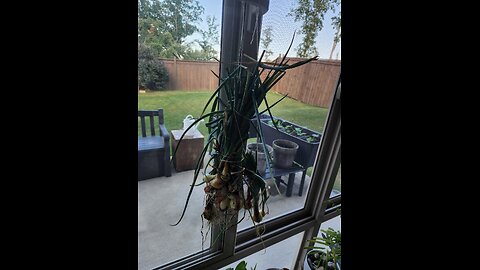 Onion 3 lil pots