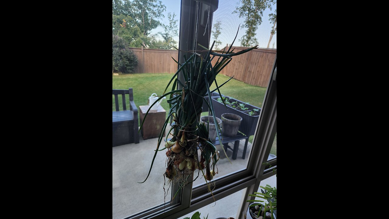 Onion 3 lil pots