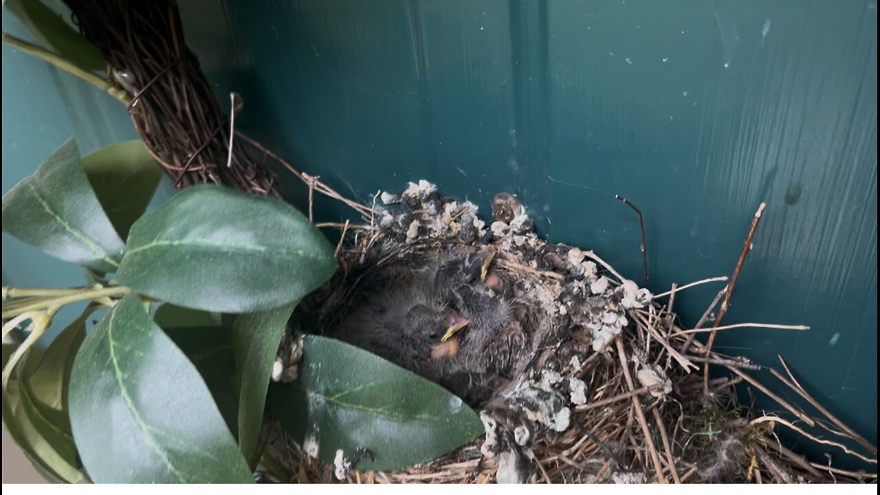 April 21, 2025 - An Update on My New Feathered Friends