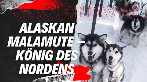 Der Alaskan Malamute – König des Nordens #Schlittenhund #Polarhund #HundMitCharakter
