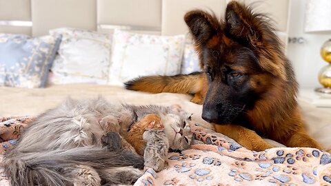 Gentle German Shepherd Meets Mom Cat with Newborn Kittens for the First Time