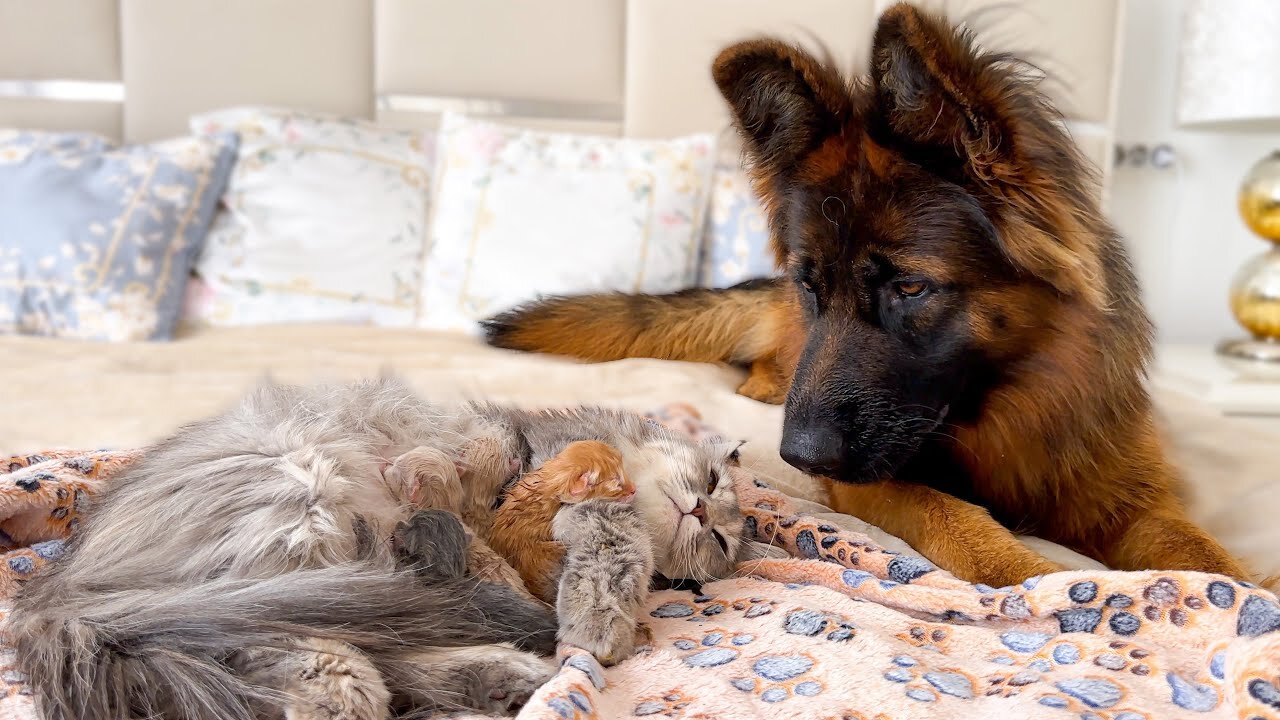 Gentle German Shepherd Meets Mom Cat with Newborn Kittens for the First Time