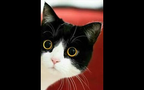 😺⚡ “Black & White, Cute & Crazy – Must Watch!”
