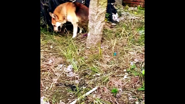 man adopt disabled dog and builds him wheelchair