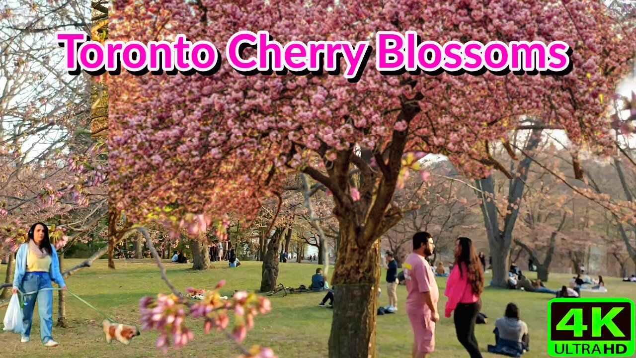 【4K】🌸 Toronto High Park: Magical Cherry Blossom & Sunset Canada 🇨🇦