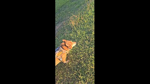 Happy salty dog Bran running at the dock
