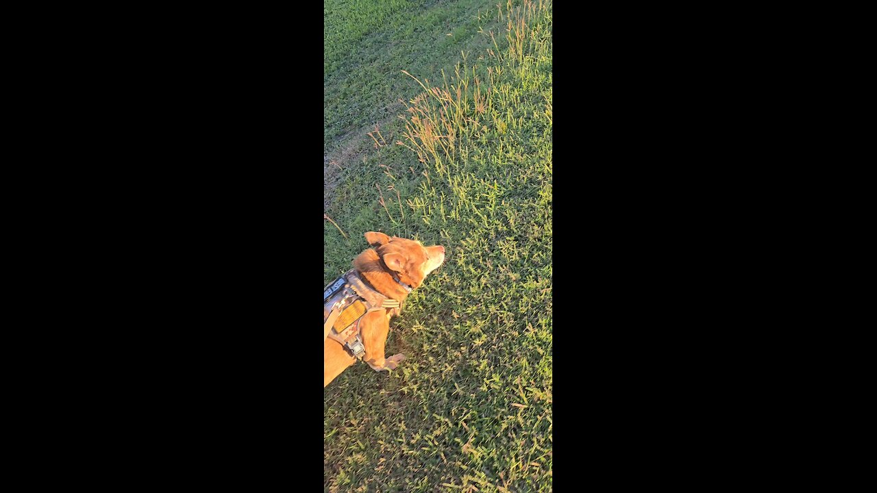 Happy salty dog Bran running at the dock
