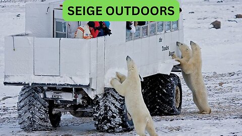 Polar Bear Live Cam!