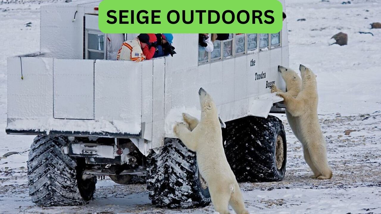 Polar Bear Live Cam!