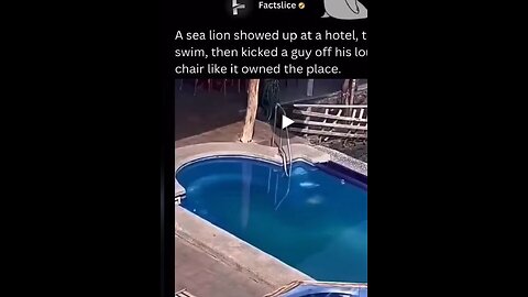 See lion and human