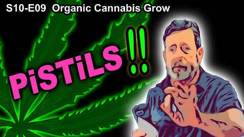 S10 E09 – Week 2 of Flower – Pistils!!! Shiskaberry, Chemy Lemmy, Afghan Kosher