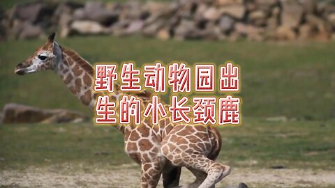 野生动物园出生的小长颈鹿