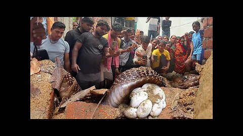 Cobra Hiding in the Yard Sparks Panic Among Women and Children | Real Snake Rescue