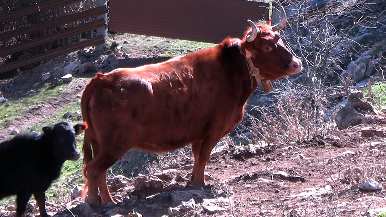 GANADERÍA HNOS. NAVARRÉ