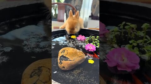 Little rabbit who eats and drinks cute pet debut plan rabbit