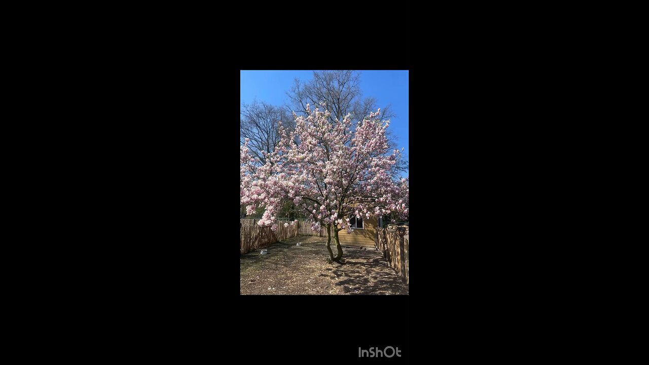 Happy new year, spring, Galaxy, timelime whatever