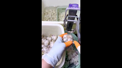Peeling Garlic The Right Way