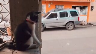 Cat Mafia Don