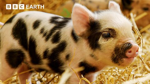Piglets vs Piglets in the Hidden Milk Wars | BBC Earth 
