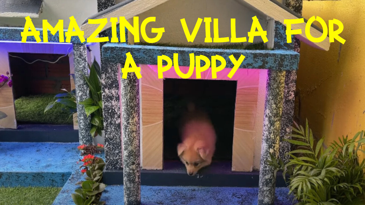 GREAT DIY villa for a puppy!!!