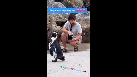 lovely animal