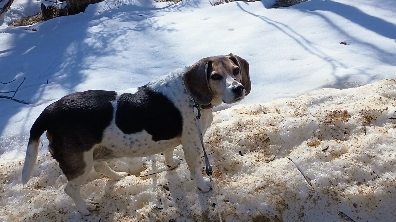 Bandit