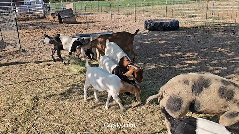 Graham Family Farm NW: 9:10 AM September 12 2025