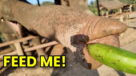 LAOS ELEPHANT FEEDING!🇱🇦