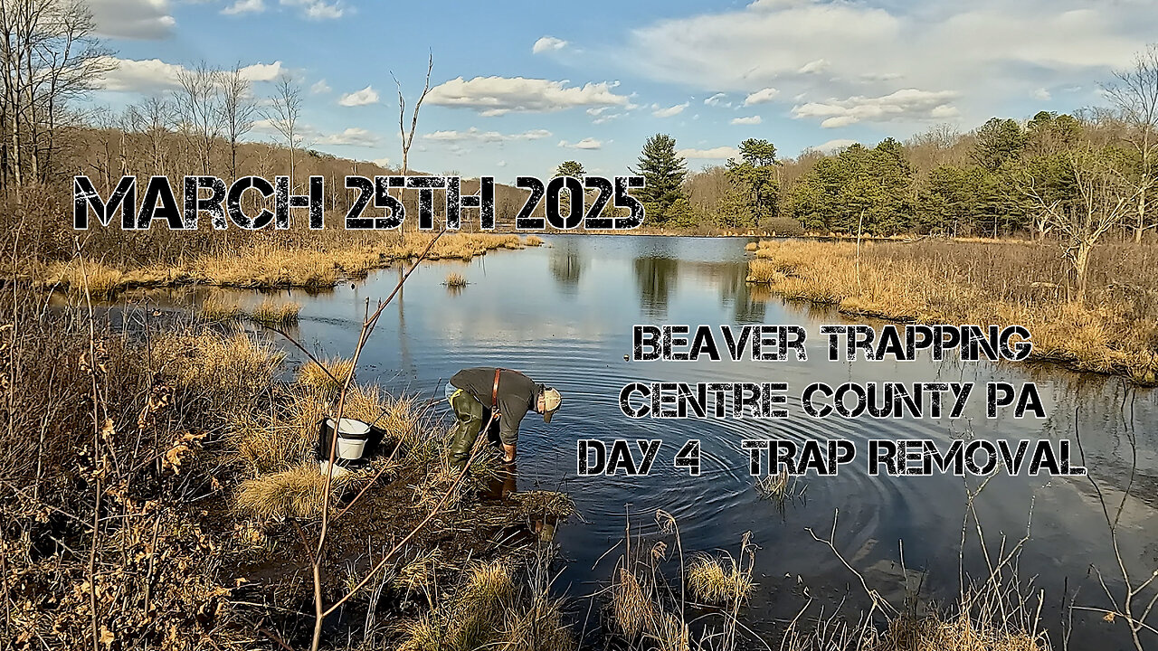 Beaver Trapping Day 4