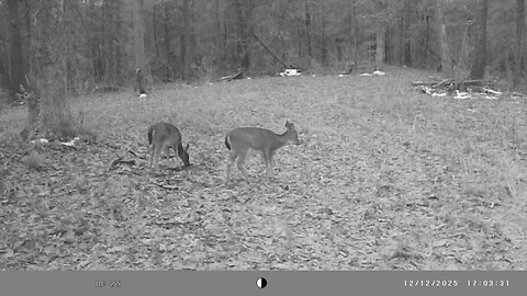Trail Cam Tuesday, December 16th, 2025