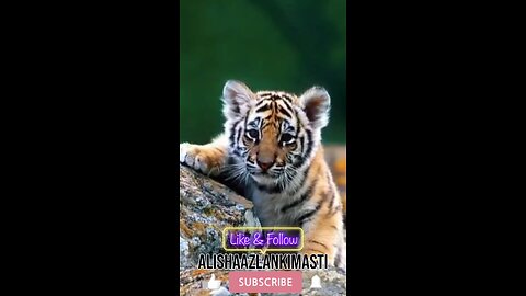Cub singing #cub #cubs #cubsingingapt #cubs #family #follow #viral #animal #hashtags #happy #satisfy