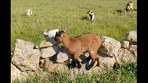 The VILLAGE GOATS!