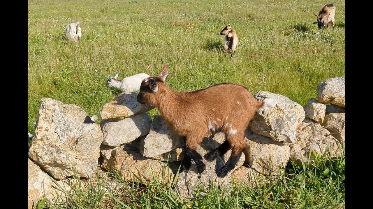 The VILLAGE GOATS!