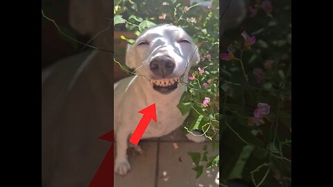 If you laugh, you restart, part 1